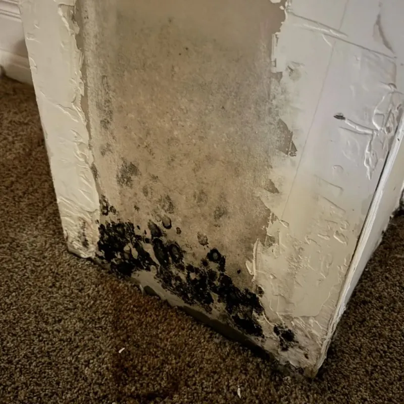 Professional Mold Removal in Clay County, MN